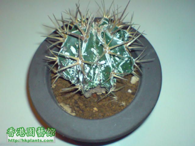 覆隆般若Astrophytum ornatum