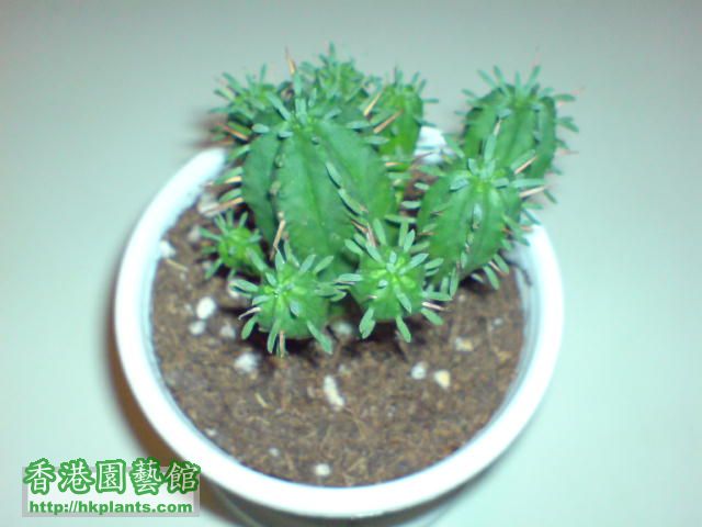 蟹丸Euphorbia pulvinata