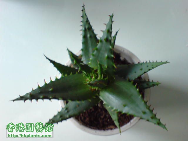 獅子錦Aloe broomii