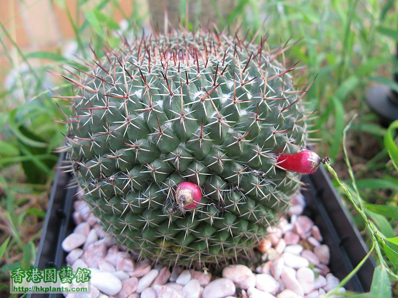 Mammillaria-mystax.jpg