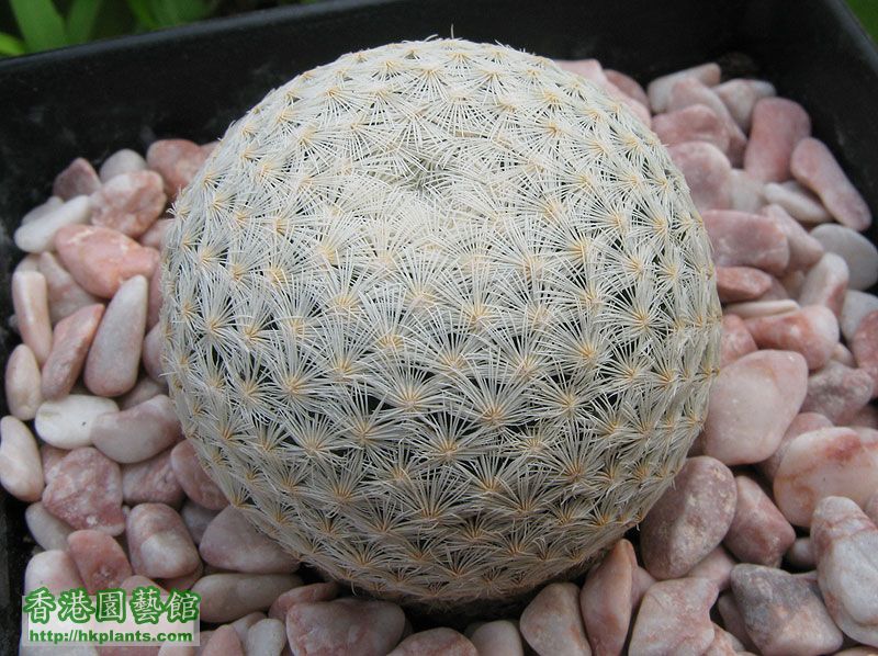 Mammillaria-Lasiacantha-ssp.jpg