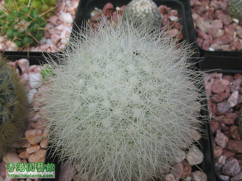 Mammillaria-senilis.jpg