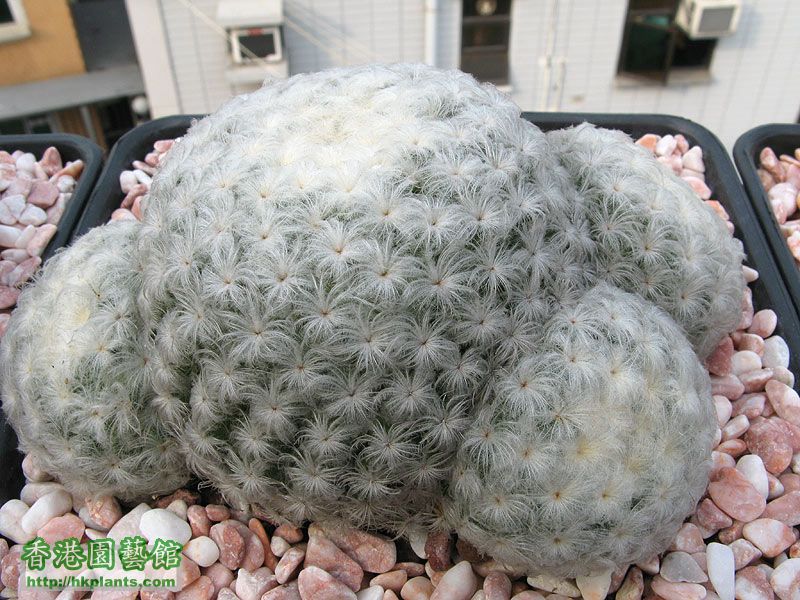 Mammillaria-Plumosa.jpg