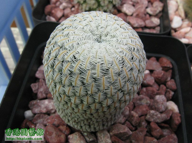 Mammillaria-Pectinifera.jpg