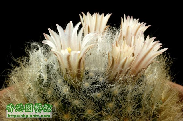 Mammillaria_aureilanata.jpg