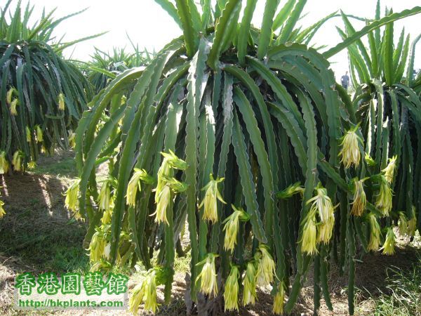 Dragonfruit_plant.jpg