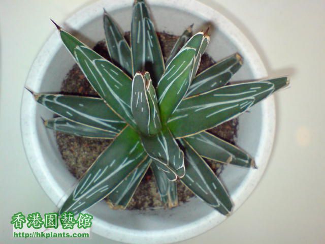 之雪Agave victoriae-reginae