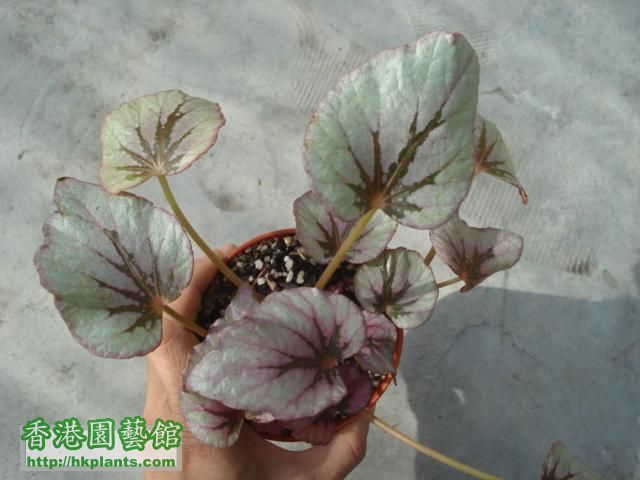 040109 plants 012 (Small).jpg