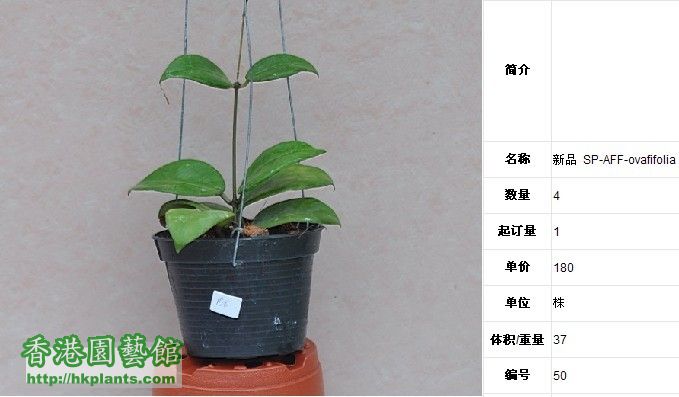 Hoya sp.aff.ovafifolia.jpg
