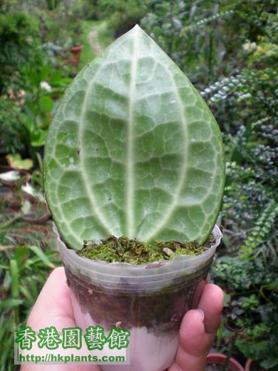 毬蘭Hoya macrophylla