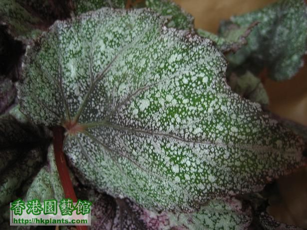 Rex begonia frost3.JPG