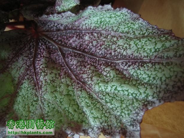 Rex begonia frost2.JPG