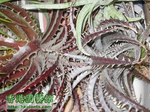 seed 订的 dykia 好靚