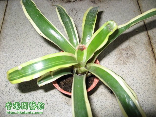 111207 plants 008.jpg