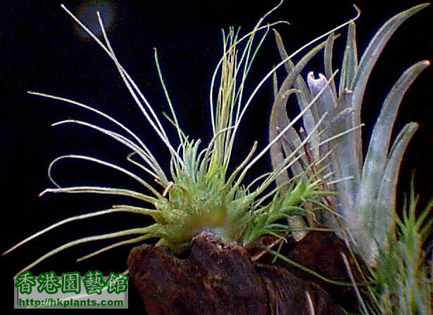 Tillandsia. fuchsii var. gracilis Guatemala.jpg