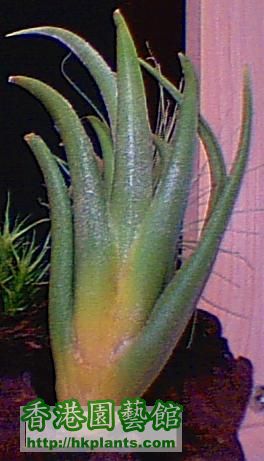 Tillandsia. mitlaensis.jpg