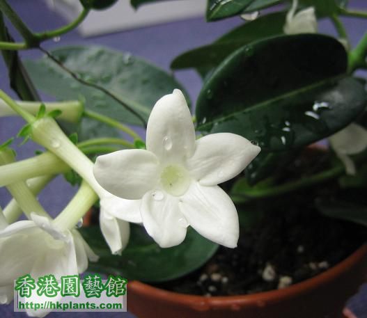 黑蔓藤 Stephanotis floribunda