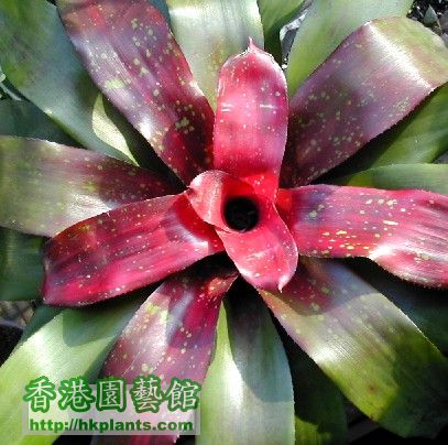 Neoregelia_hybrid_Pink_Burgundy_2004.jpg