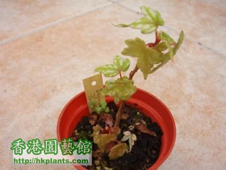 'Begonia partita' $20小苗現狀