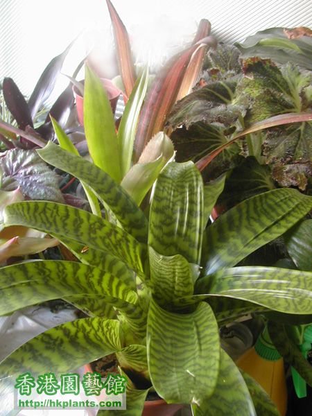 2007 tropicflorab.jpg