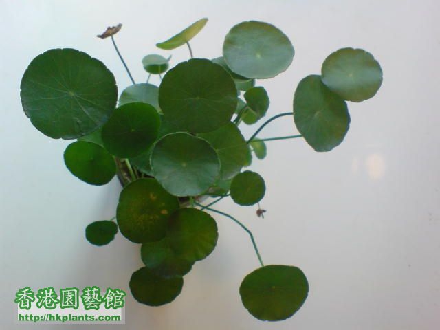 香菇草Hydrocotyle vulgris