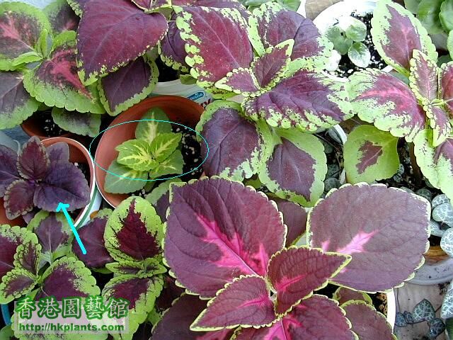 Coleus01.JPG