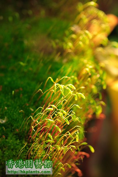 Bryum cellulare Hook.