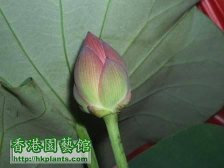 lotus.JPG