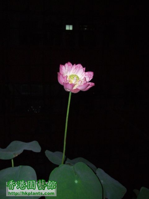 lotus(26).JPG