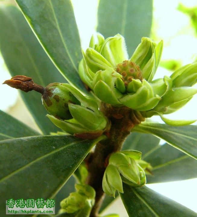 金邊瑞香開咗花出緊新葉, 但原來都會結種子