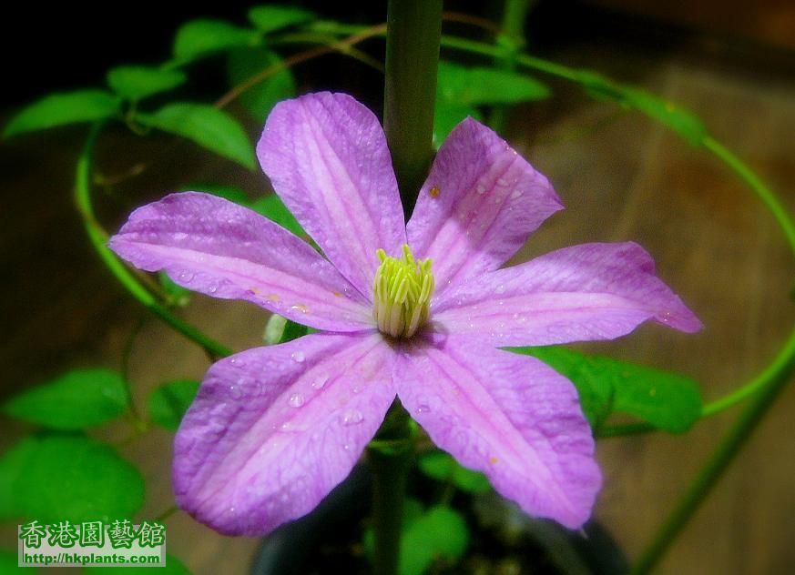 Clematis_Comtesse_de_Bouchaud01.jpg