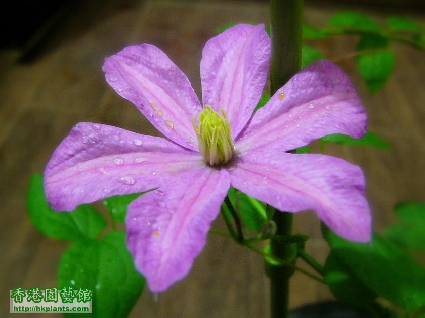 Clematis_Comtesse_de_Bouchaud02.jpg