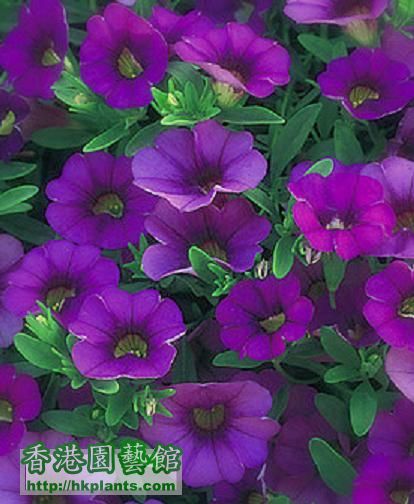 Million Bells----Purple
