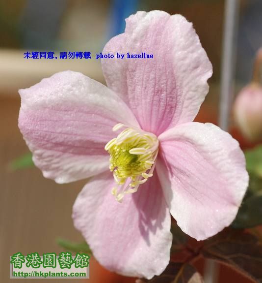 bloom of tetrarose-6.jpg
