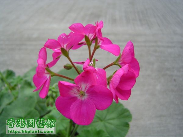 深粉紅色花的天竺葵