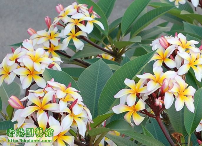 plumeria 09s.jpg