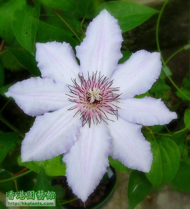 Clematis Snow Queen.jpg