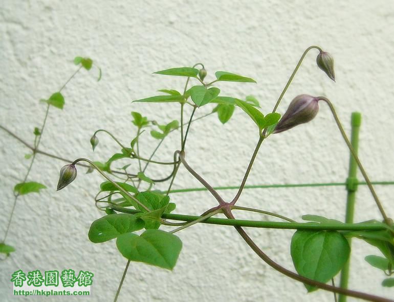 Clematis Viticella Purpurea Plena Elegans A.jpg