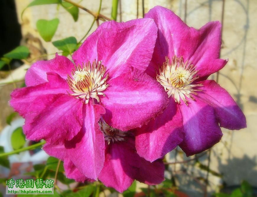 Clematis Ernest Markham.jpg