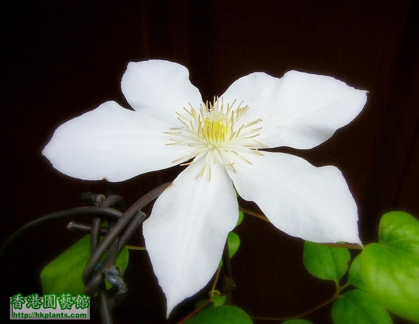 Clematis Duchess of Edinburgh.jpg