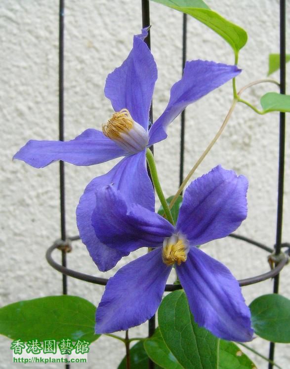 Clematis Durandii 02.jpg