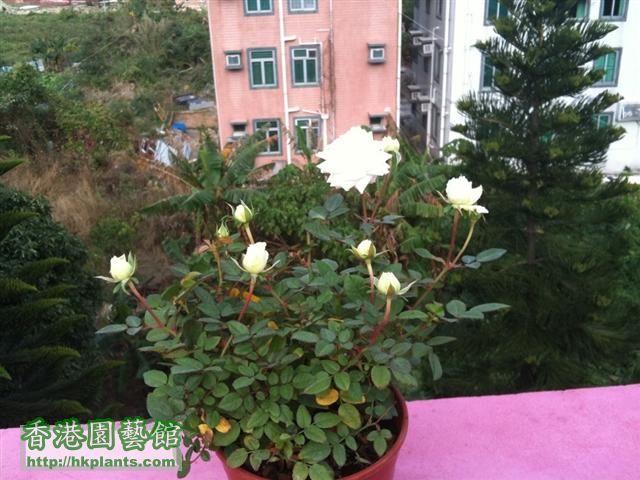 細種白玫瑰花