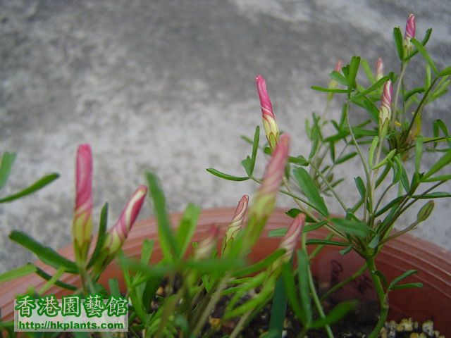Oxalis versicolor的花蕾比較深粉紅色的啊