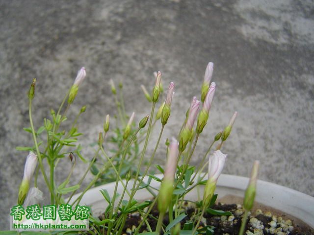 Oxalis goniorhiza 的花蕾今日拍的比較淺粉紅色. 