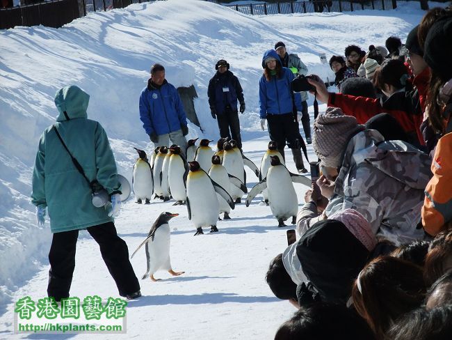 呢個係旭川既動物園，企鵝遊行係最受歡迎喇！