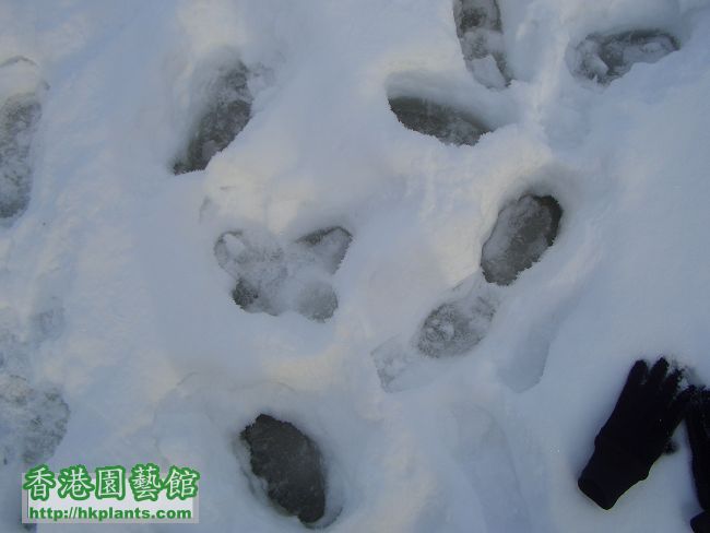 湖上踏雪：有我既腳印！