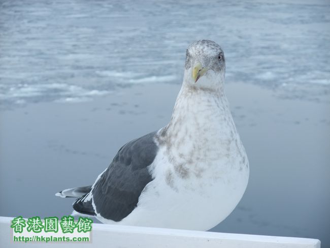 船上吸引好多海鷗