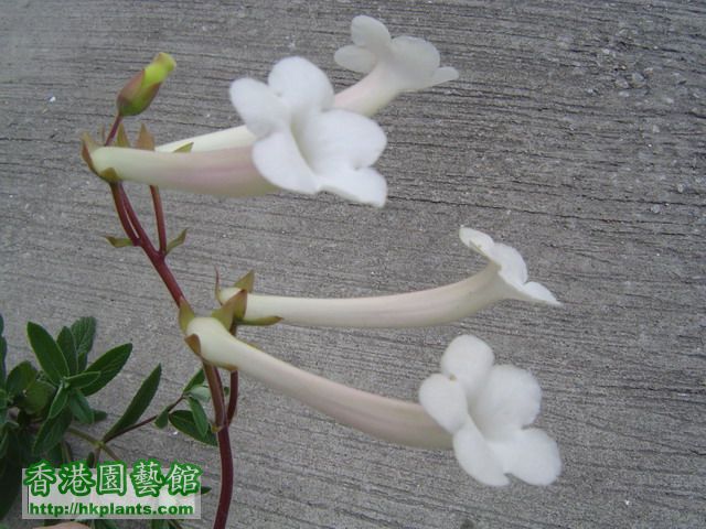 白香岩桐(Sinningia tubiflora)