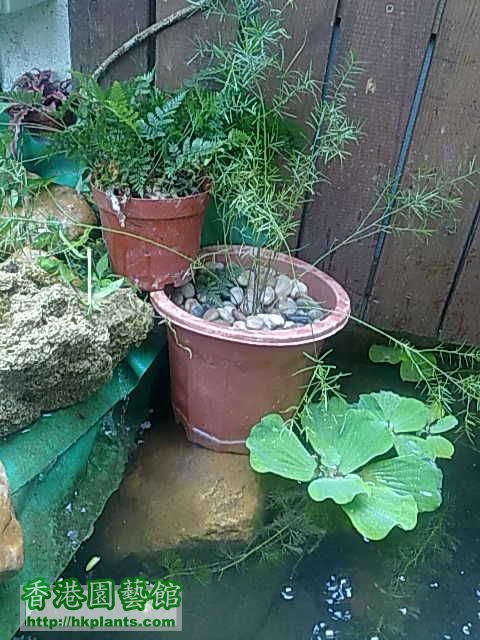 水池的大石上底點住水種