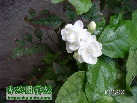 茉莉20070518_resize.JPG